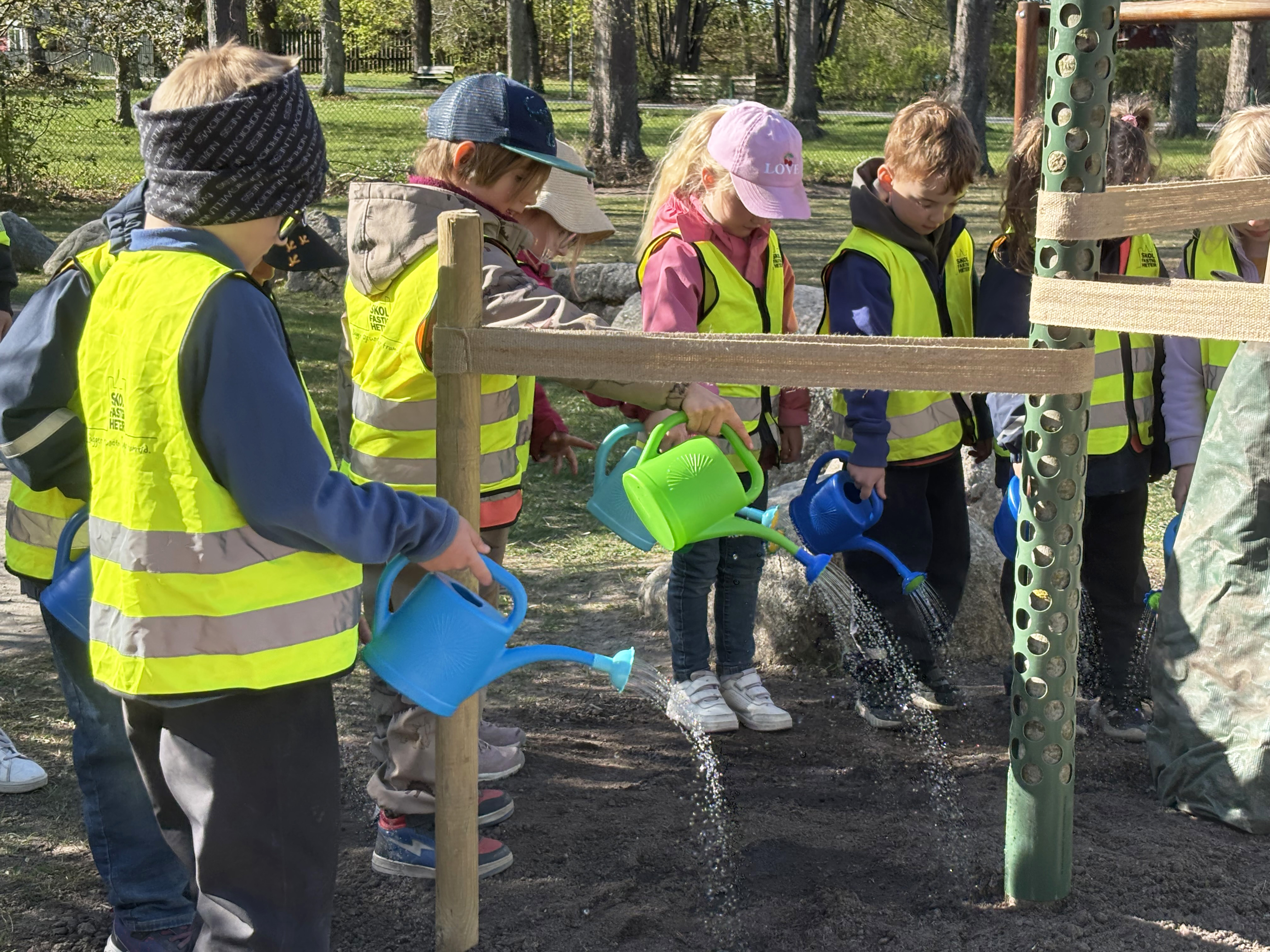 En grupp förskolebarn vattnar ett nyplanterat träd på en förskolegård.